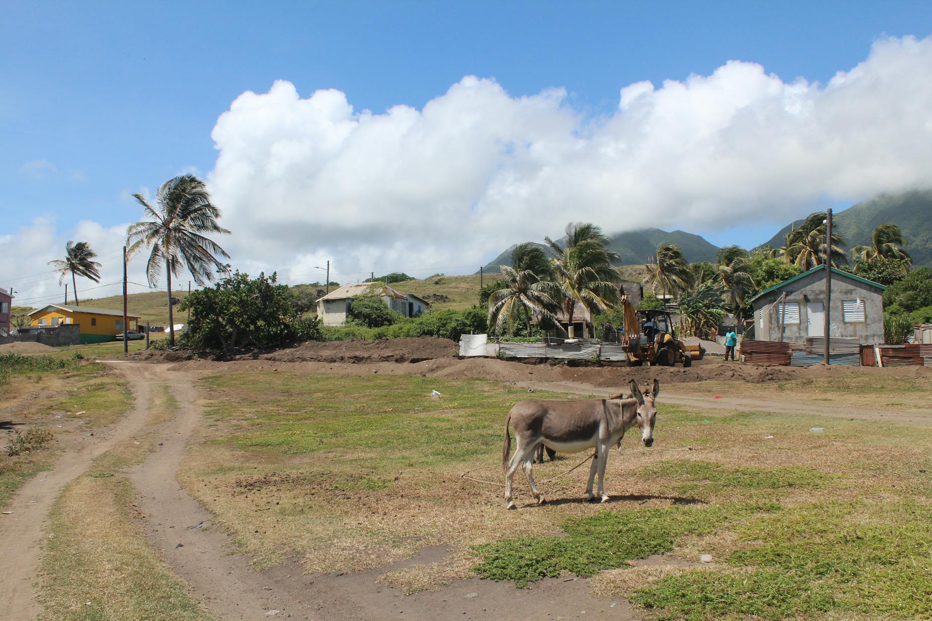 donkey in countryside