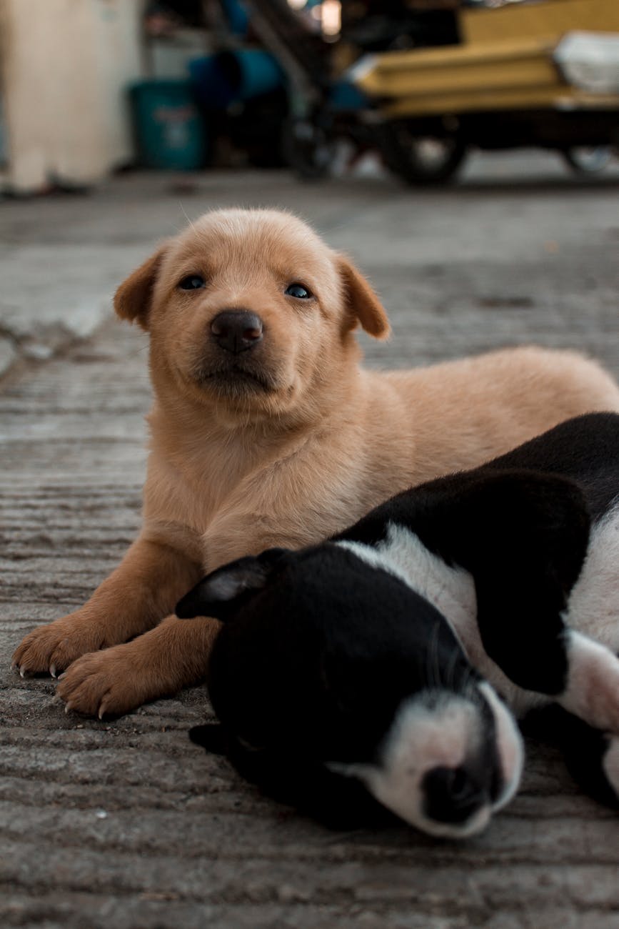 cute purebred puppies lying on floor