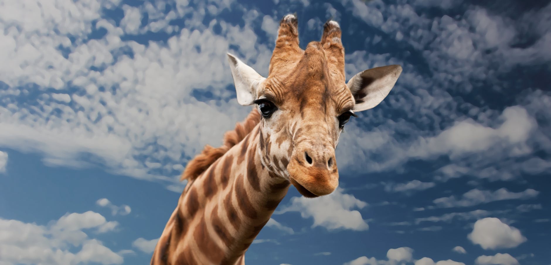 brown beige and white giraffe under white clouds