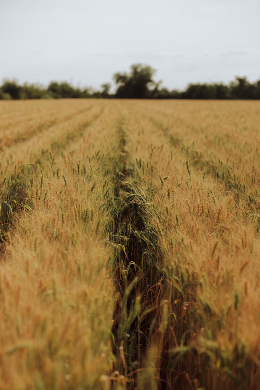 golden wheat field in sinaloa mexico