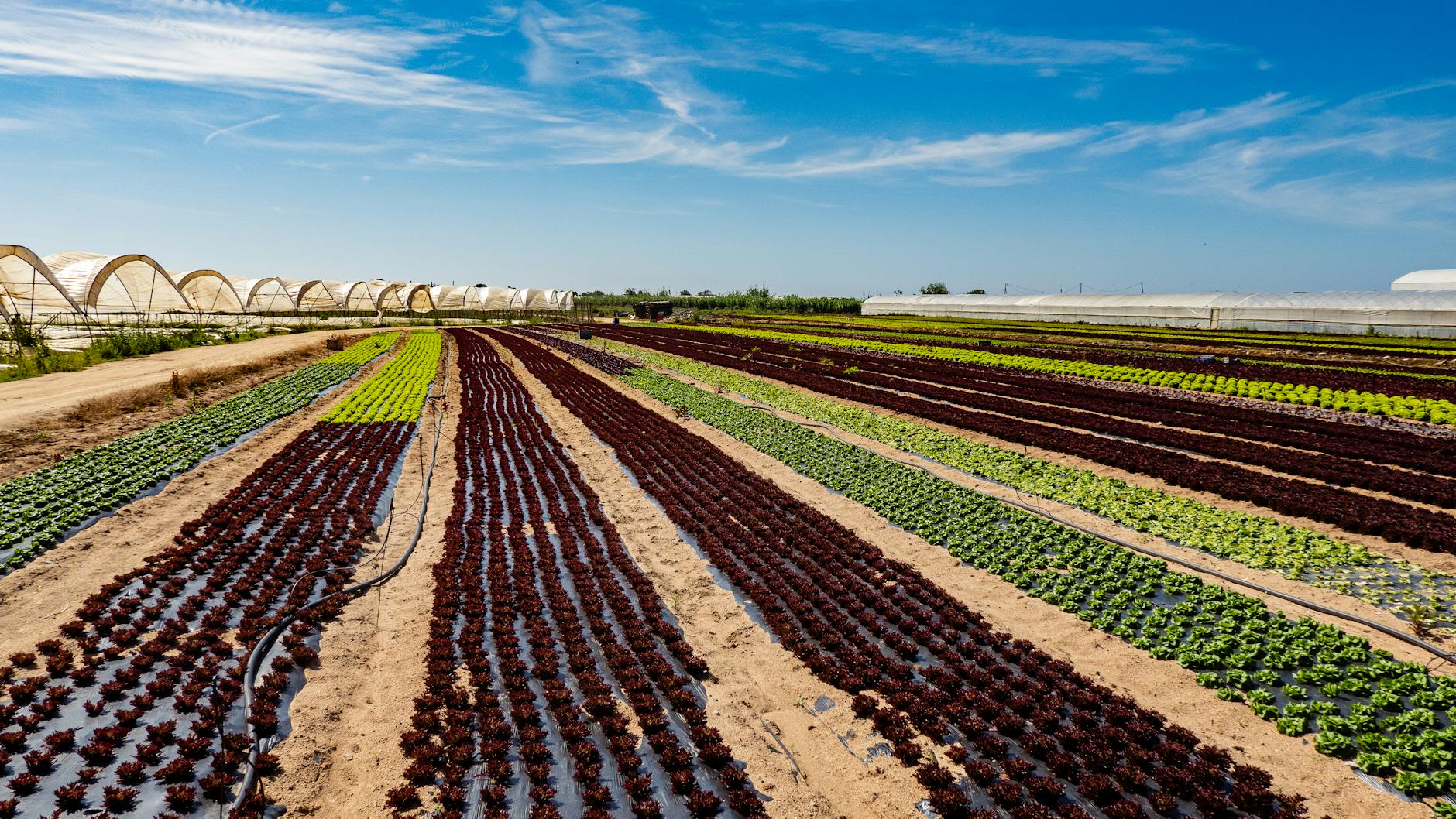 cropland under a blue sky