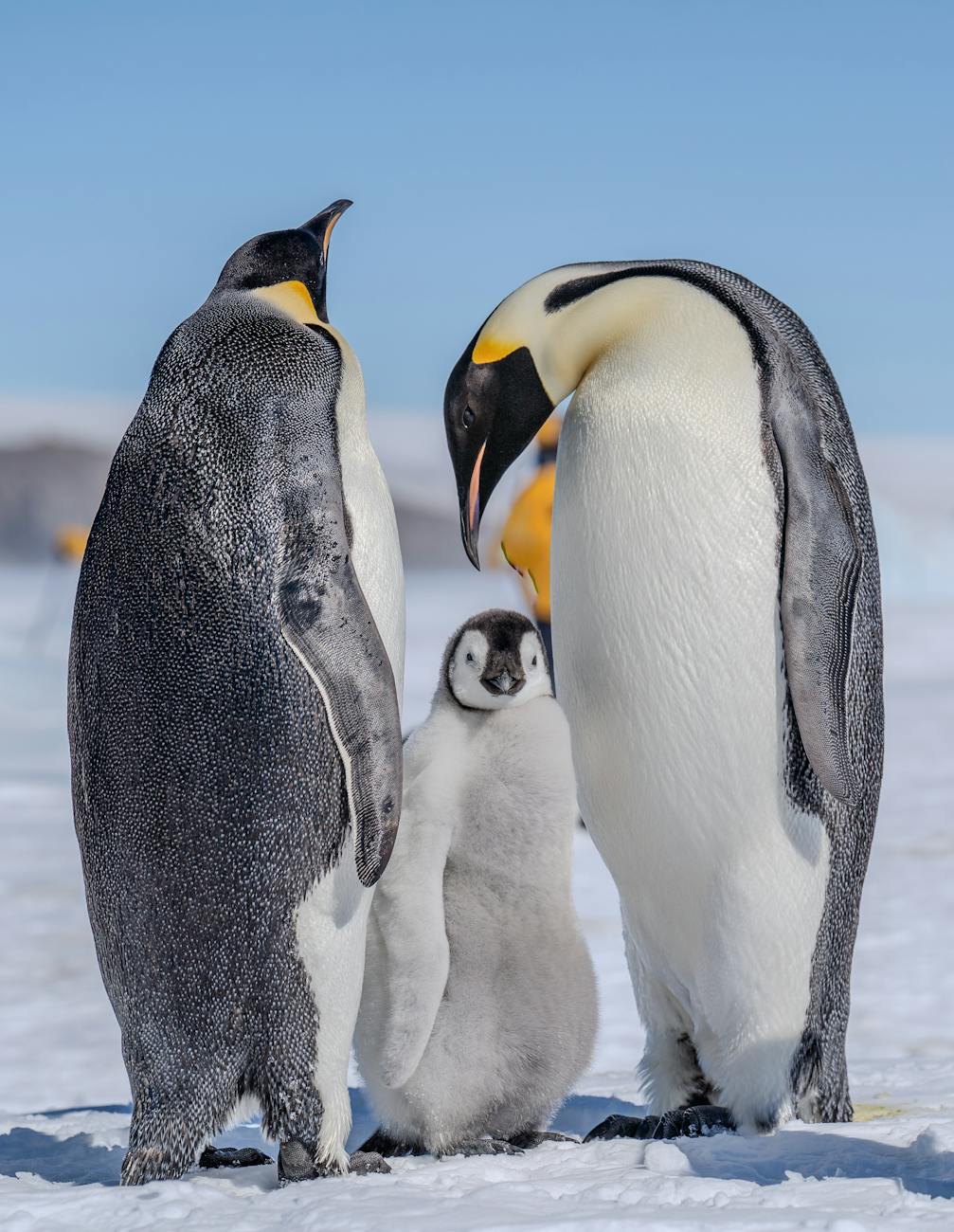 emperor penguins with chick in antarctic snow