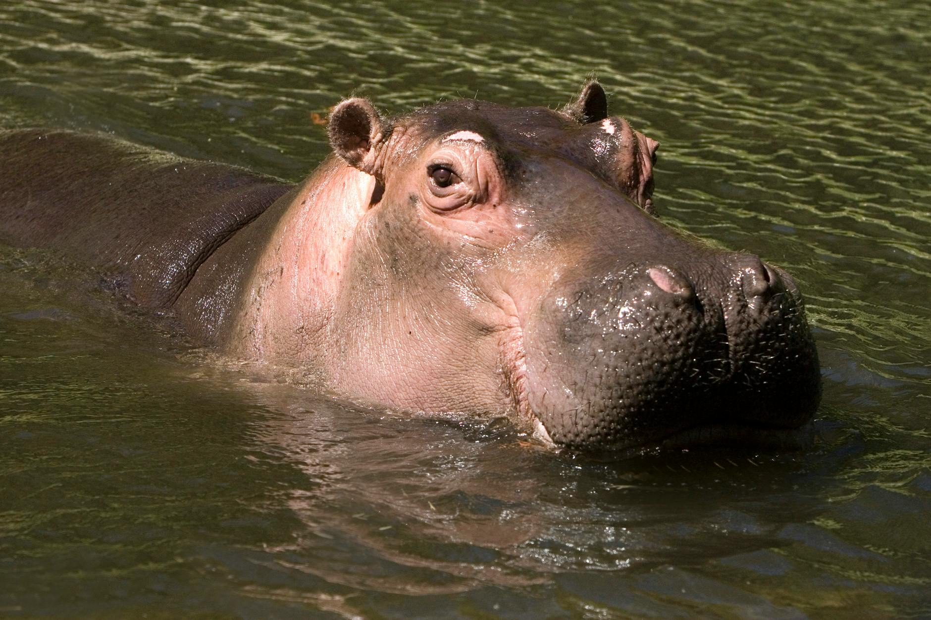 hippo swimming peacefully in natural habitat
